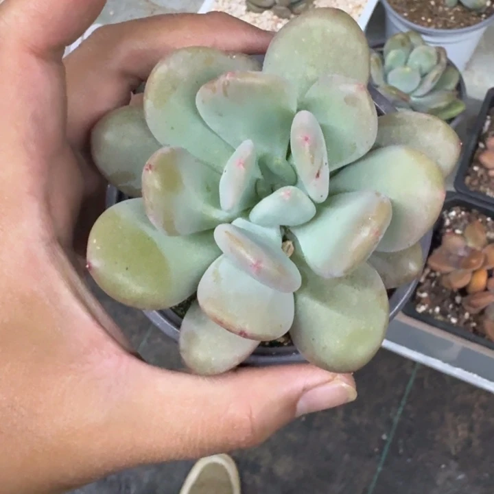 X系列美人新品 一物一拍