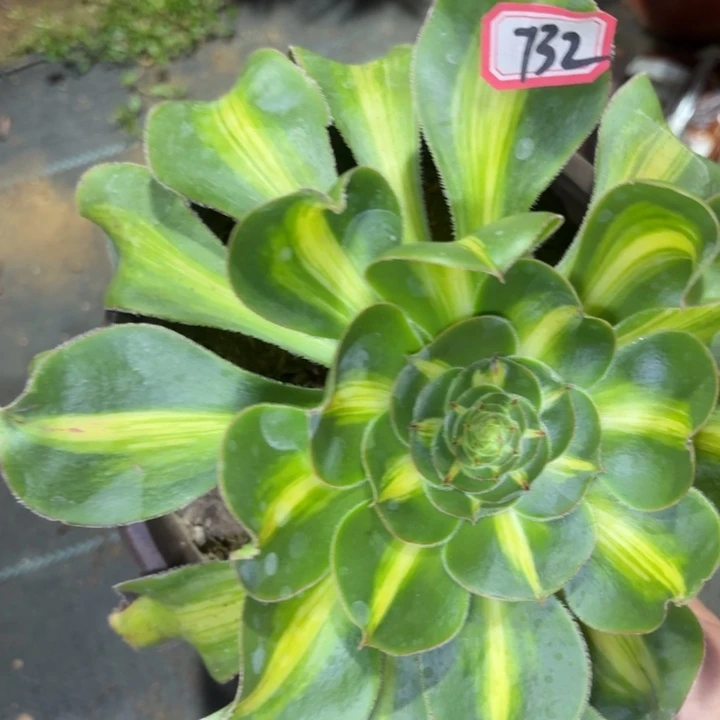 一物一拍暴君732