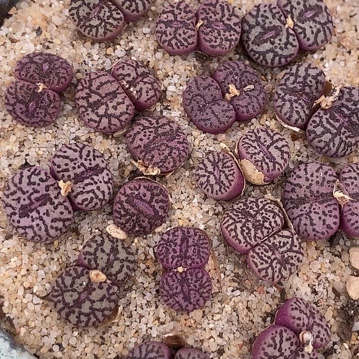 16529双头霓虹安贞一颗