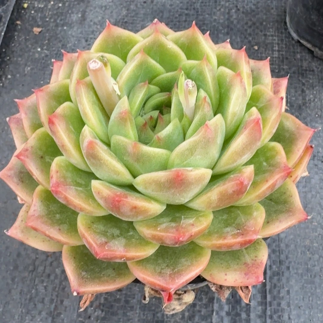 多肉杂交一物一拍27-75