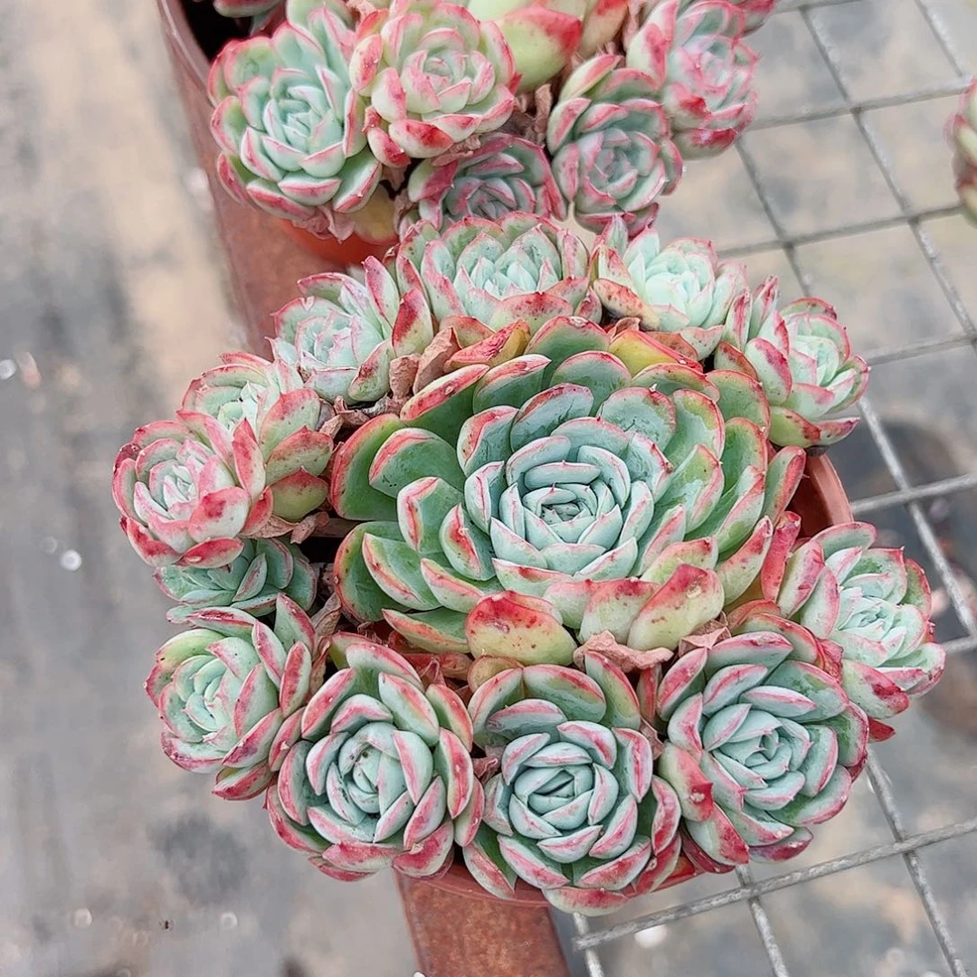 草莓熊多头造型精品特价