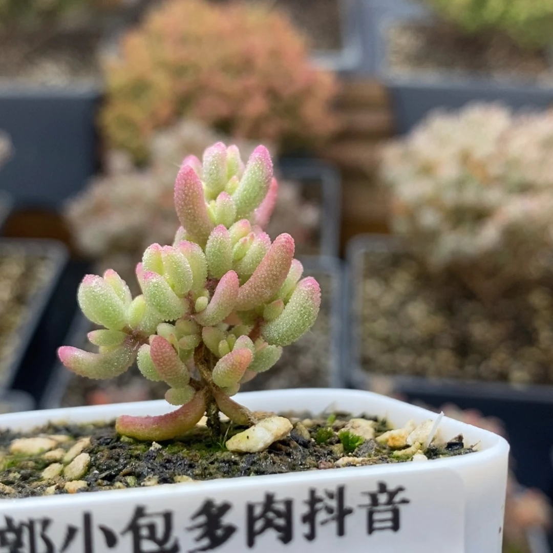 （*）枝干红宝石锦4682年后发货