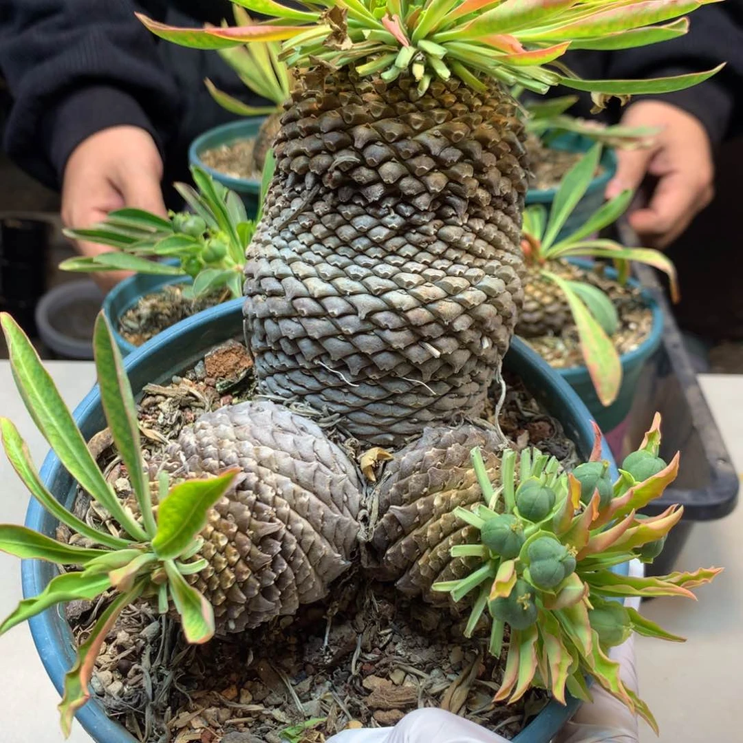 21号  实生铁甲丸多头