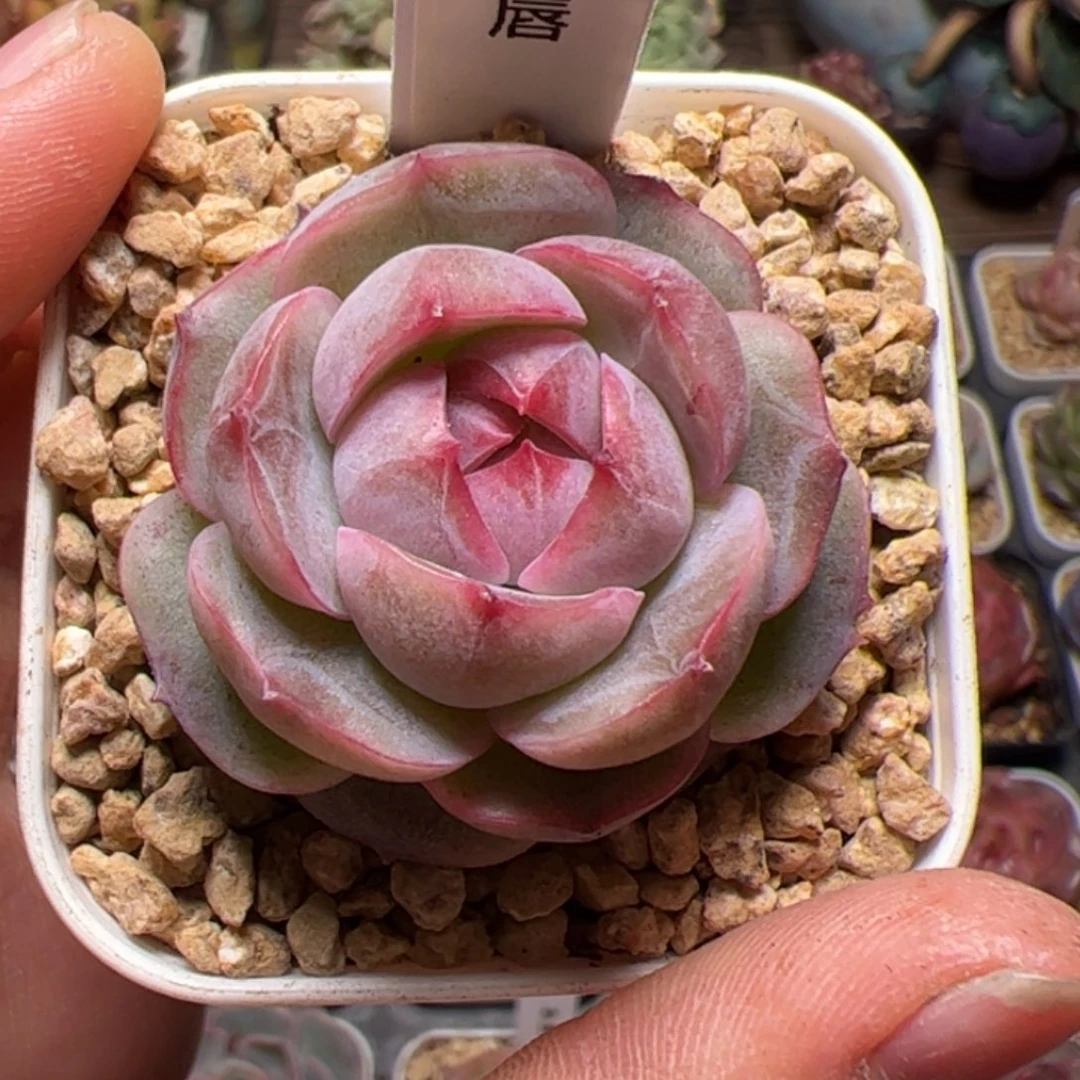 小*嗝555 多肉植物组合