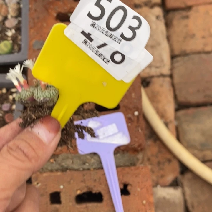 兔***头生石花等植物的生长503