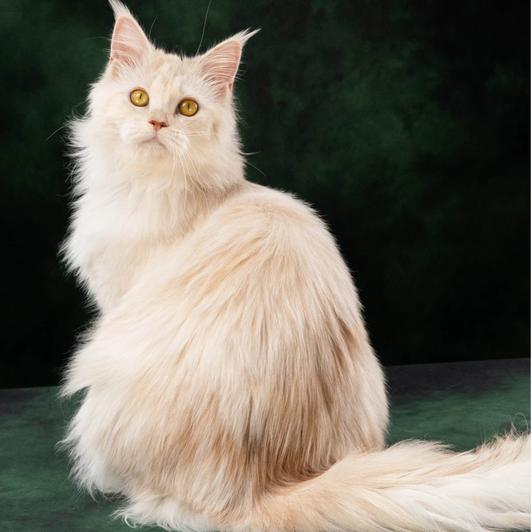 【喵伴宠物铺】缅因猫活体链接