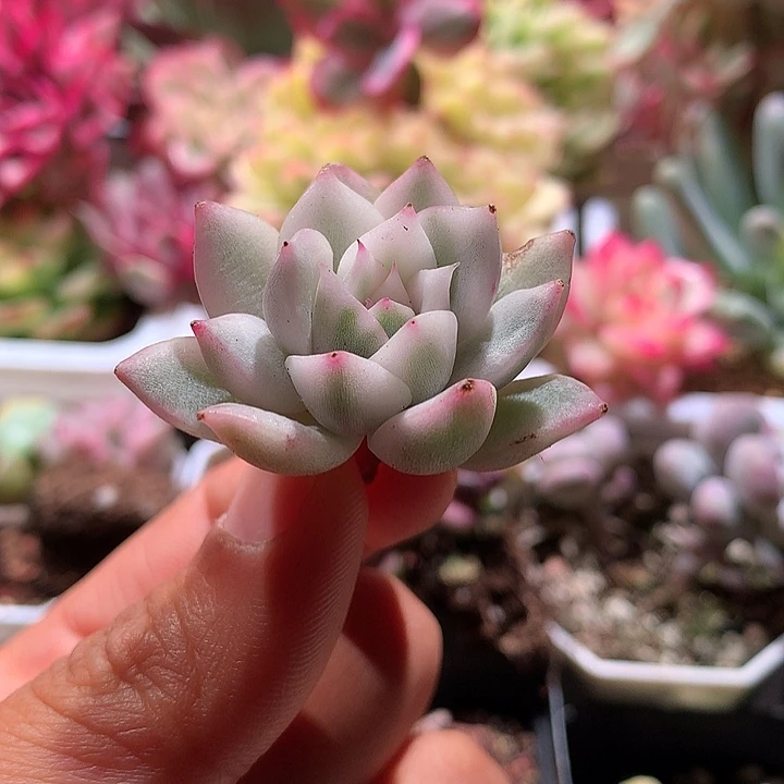 月下腹轮锦锦锦锦
