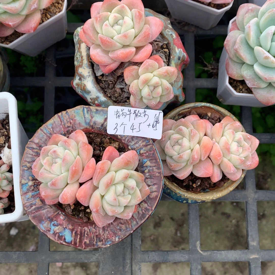 牵****步冰玉3颗双头45（蜗牛散步