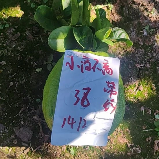 小***高小黄金觉得你挺好看的了哥互粉不