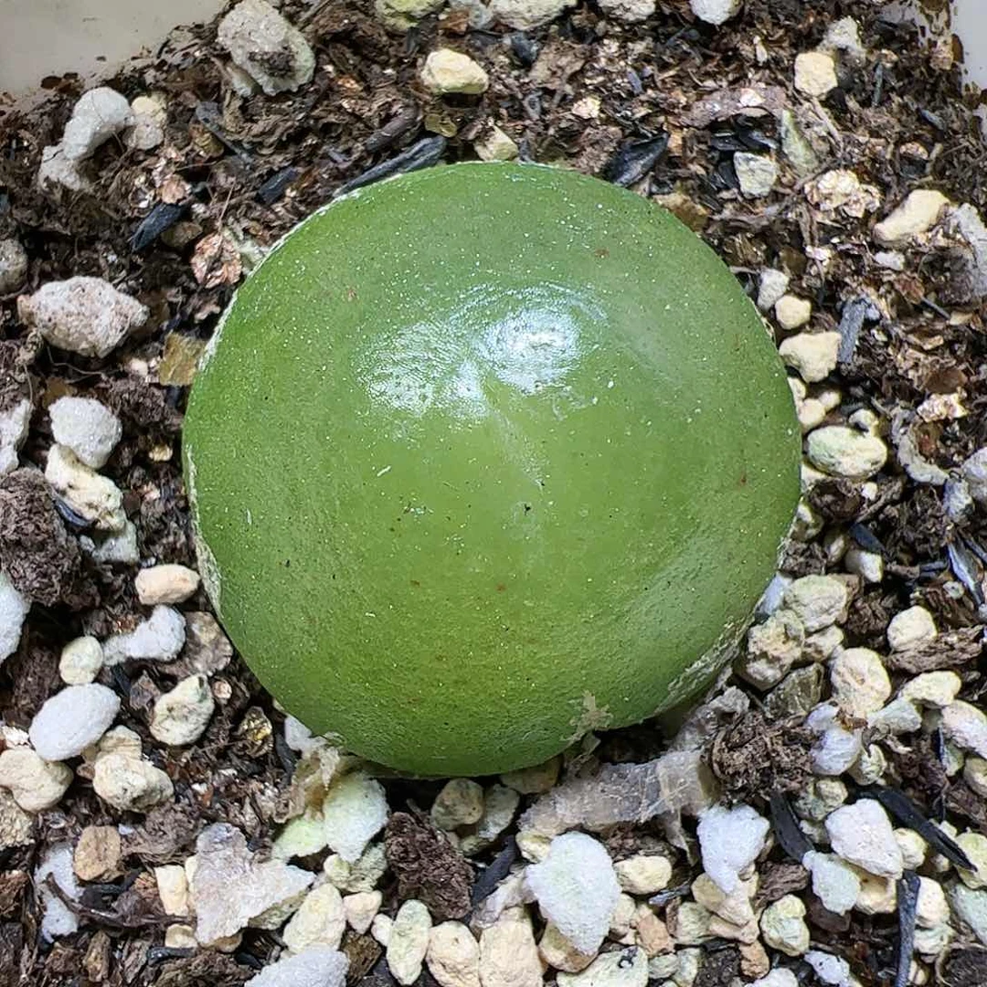 【闪购商品】142 灯泡2.8