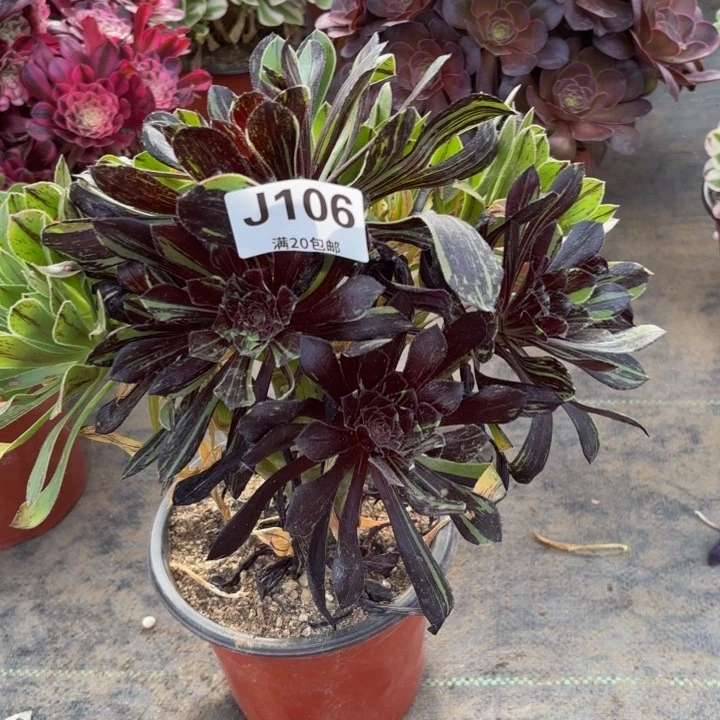 瑞妈多肉植物106