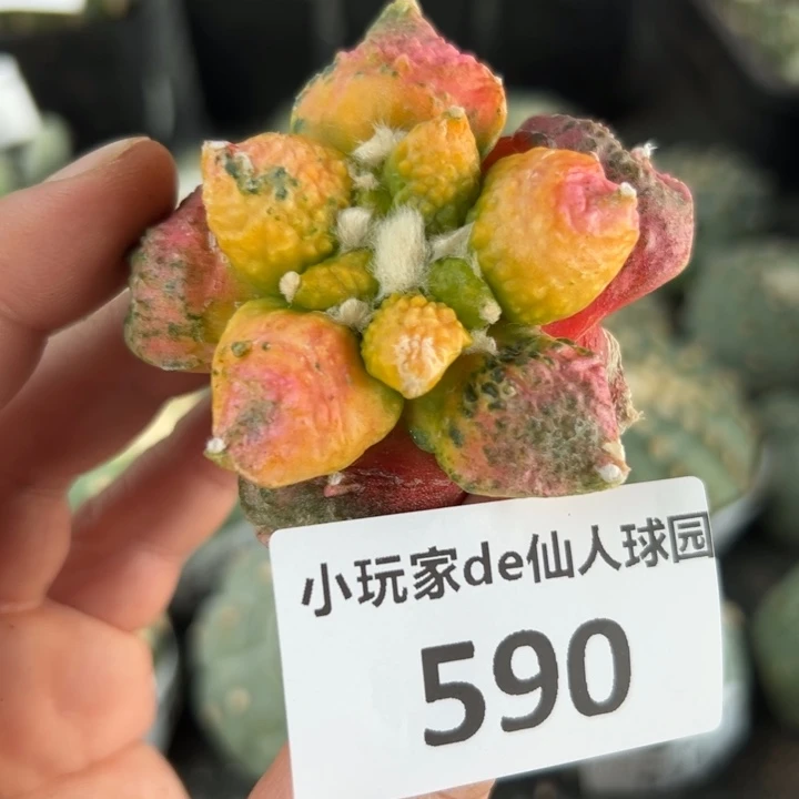590实生袖蒲底座 直接发货