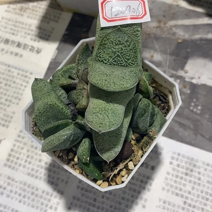 白***筱完美主义者勿拍硬叶120906