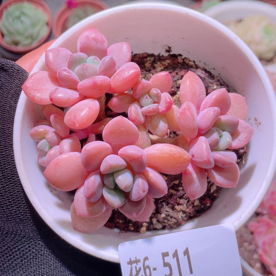 花利美6-511白鹭