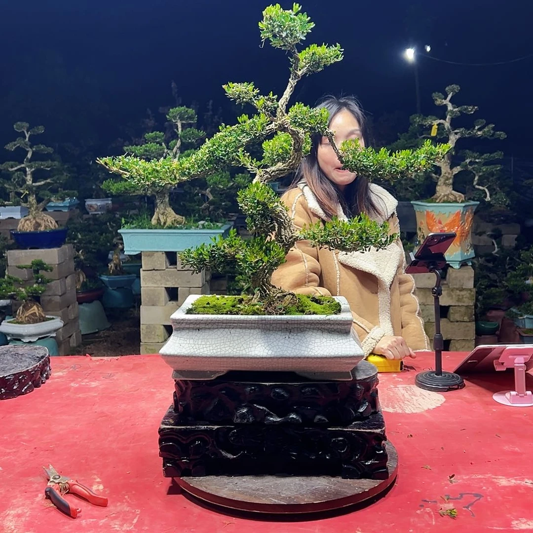 当前无花朵，栽培后可花朵