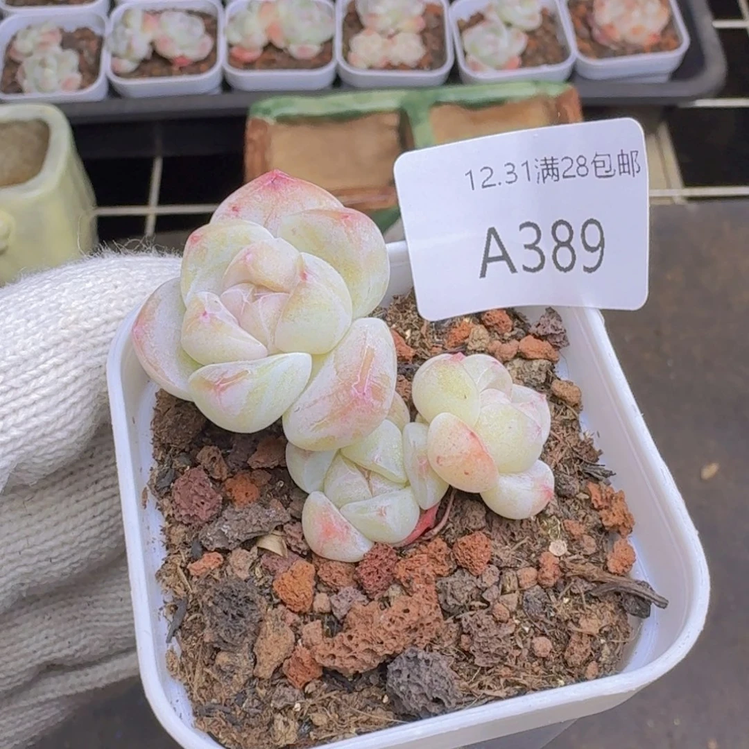 ****3头冰玉一颗带盆发货