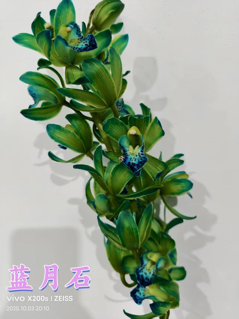 蓝月石大花蕙兰一支   批发花店摆地摊一手货源 家养水养