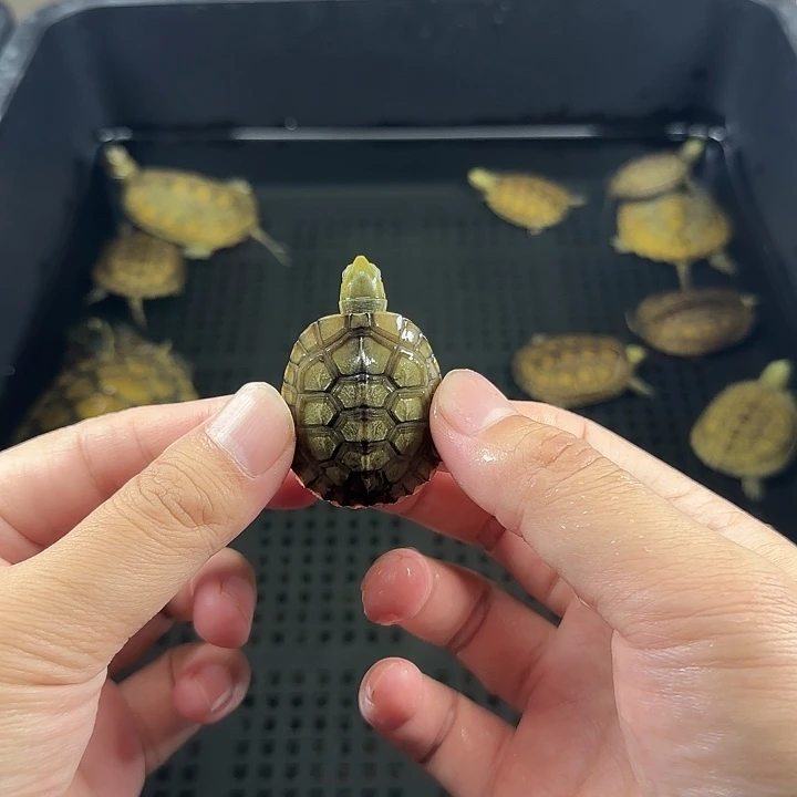 宠物龟不分公母3.8cm小青