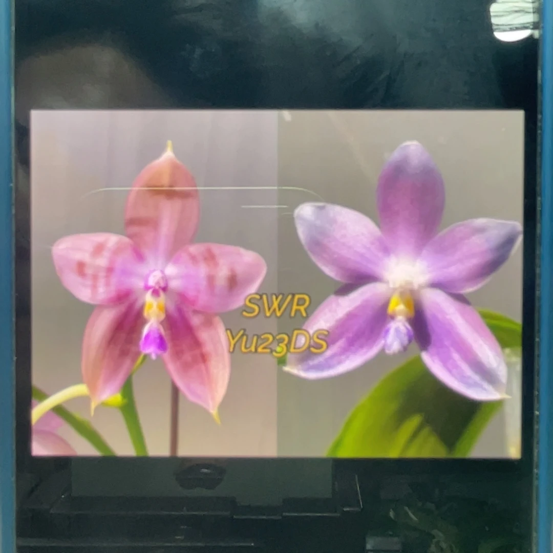 完全开放Yu23DS，1.7杯苗1棵