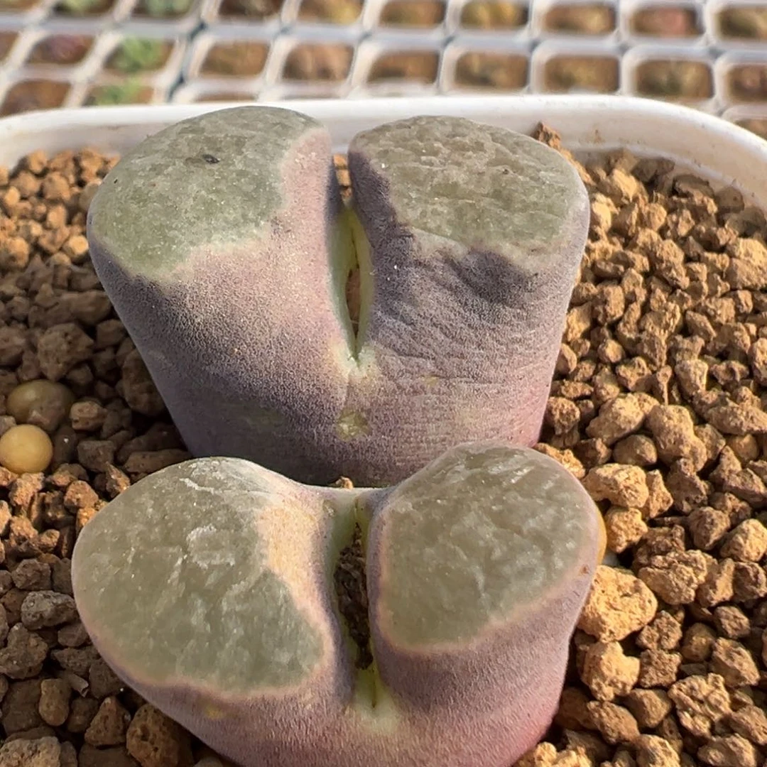 201多肉植物百科植物