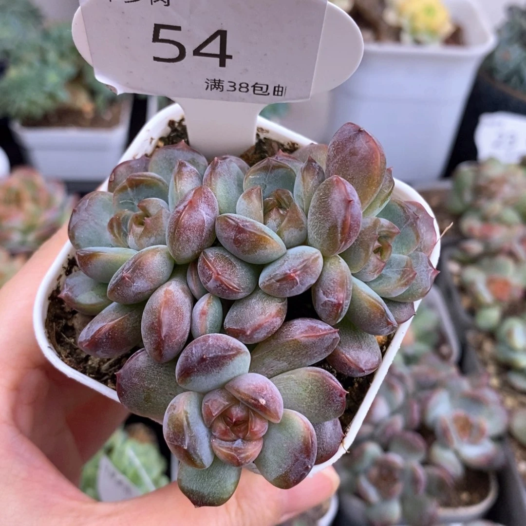54号四头红恋群生
