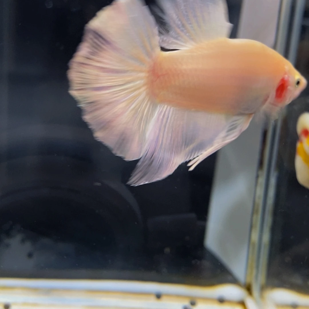 斗鱼294巨斗111111