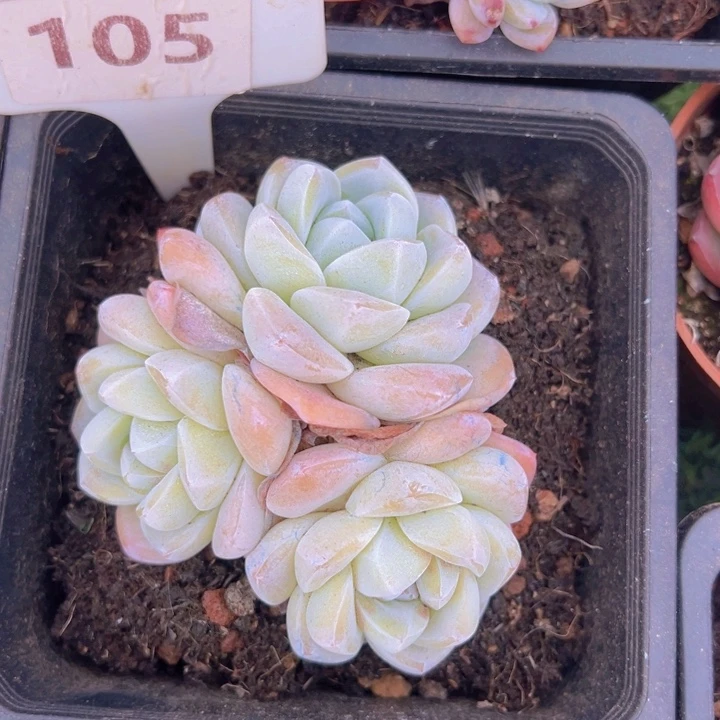 健健康康平平安安