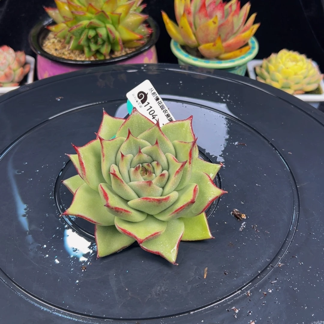 从前慢多肉编号1104-72