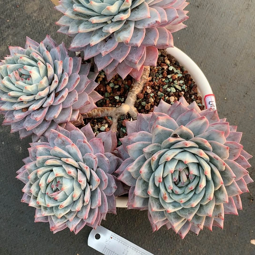 如****幸14217粉蓝鸟多肉