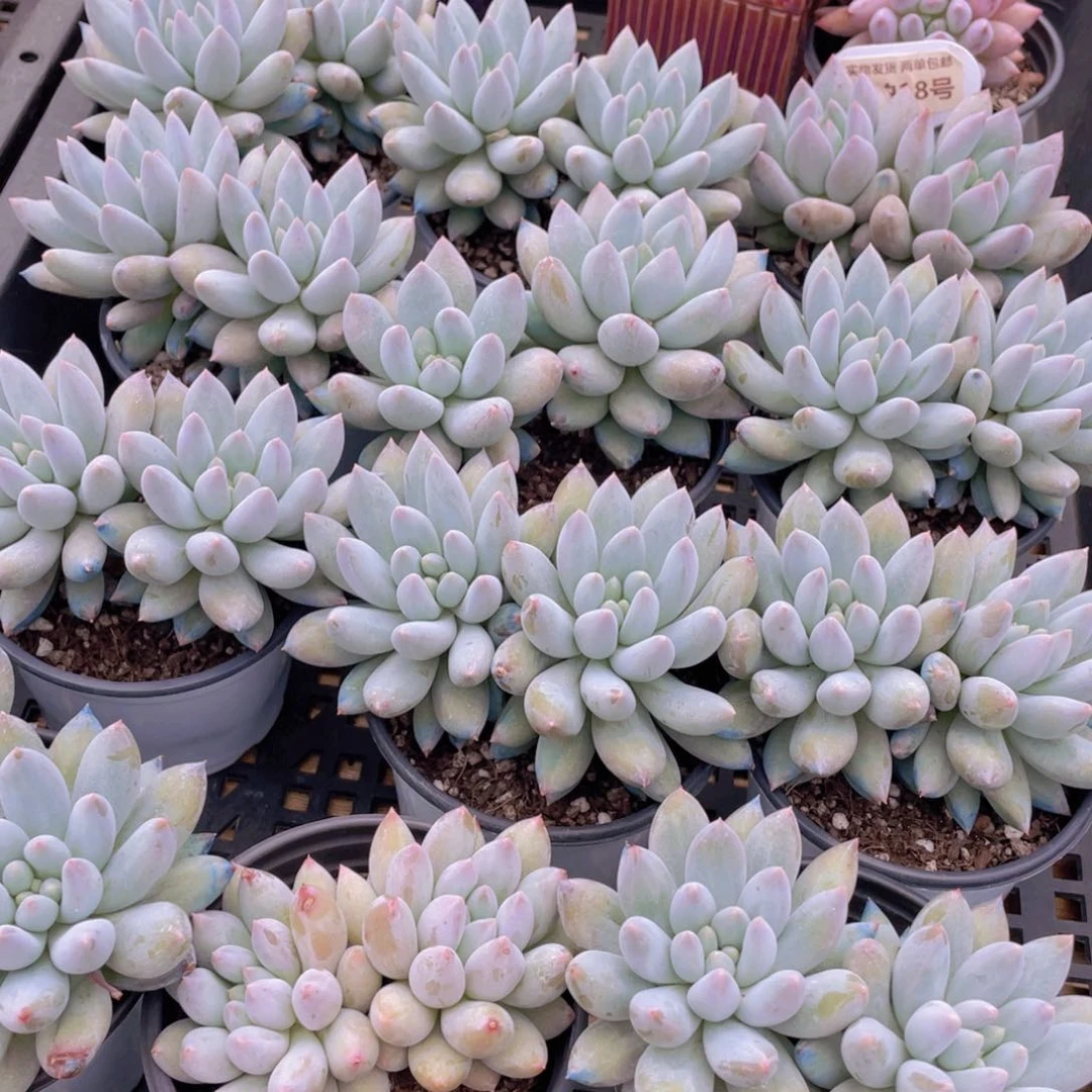 量拍18号 所罗门大双头一个