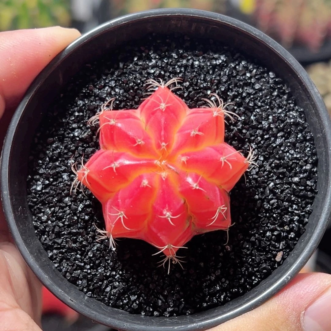 精品米哈——脱土发货