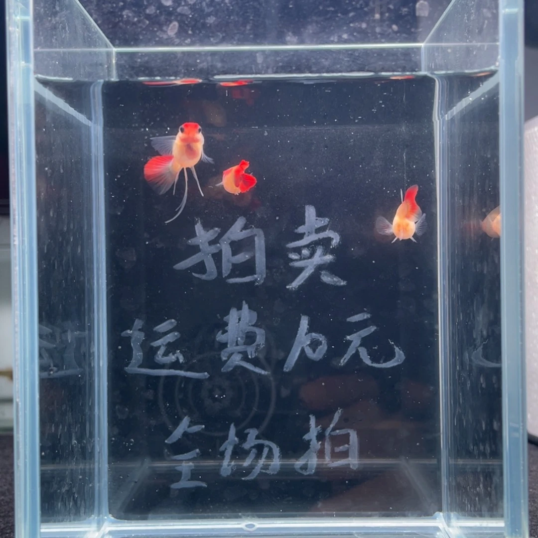 孔雀鱼红头玻璃猫一公二母