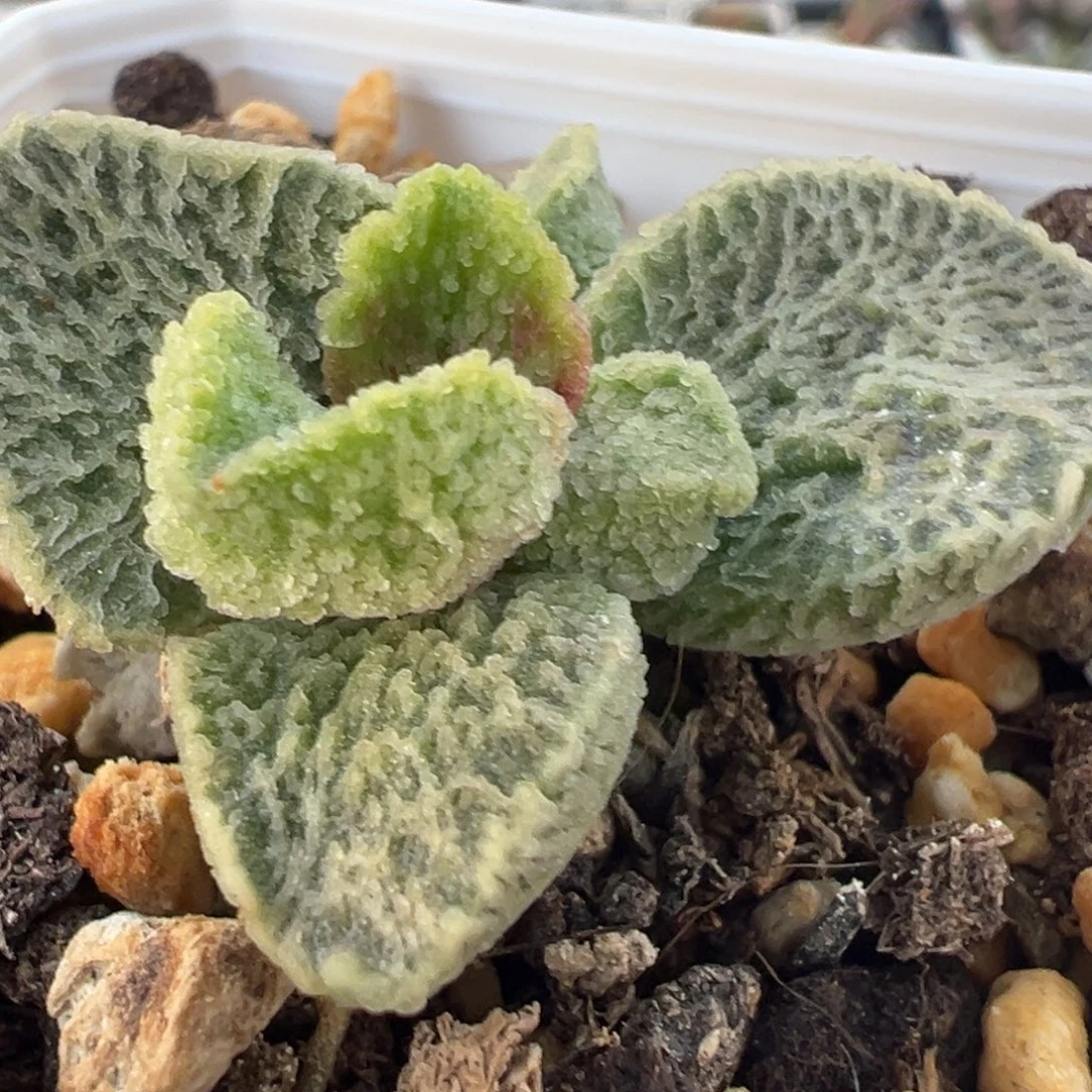 拉丝放射纹实生新品多肉植物