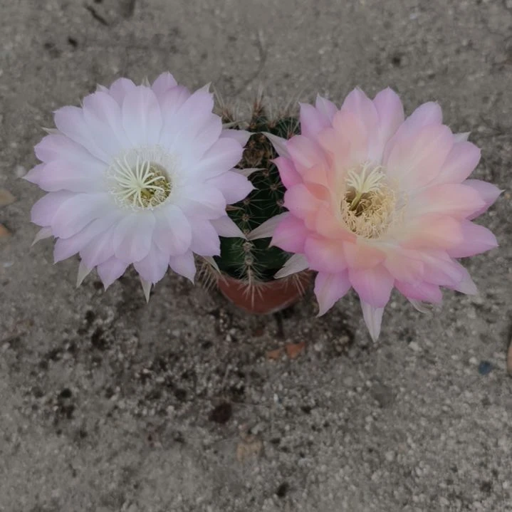 当前无花栽培后可以开花摘花脱土发货055
