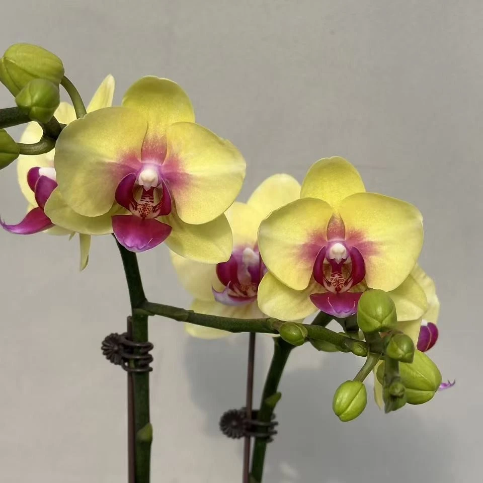 （朝日02）蝴蝶兰 花期长 拍3颗以上配盆