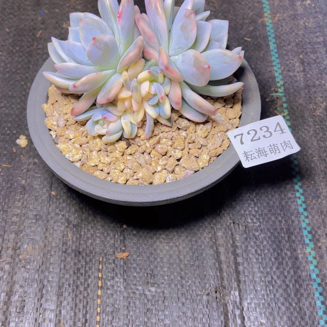 橙梦露锦7234多肉植物