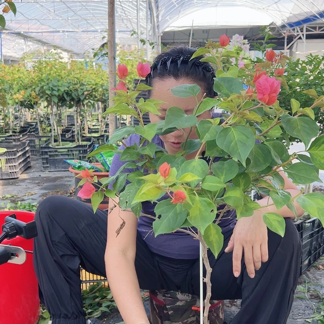 ᰔ***ও当前无花栽培后可以开花K40暗夕