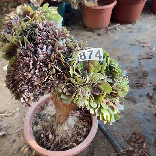 灵***燕多肉植物一个万追