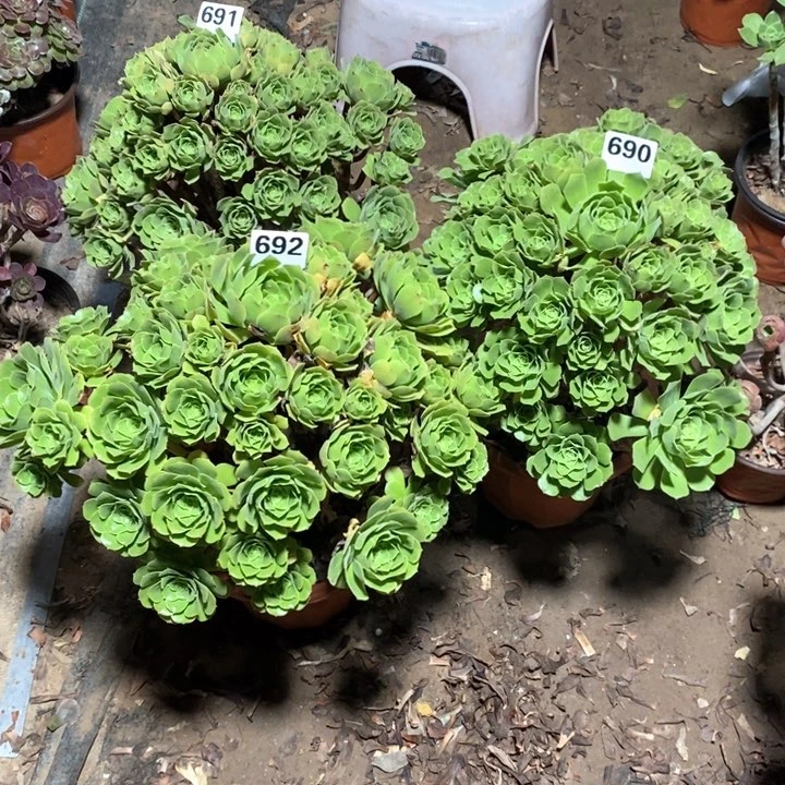 林*儿法师植物一物一拍691.690.692