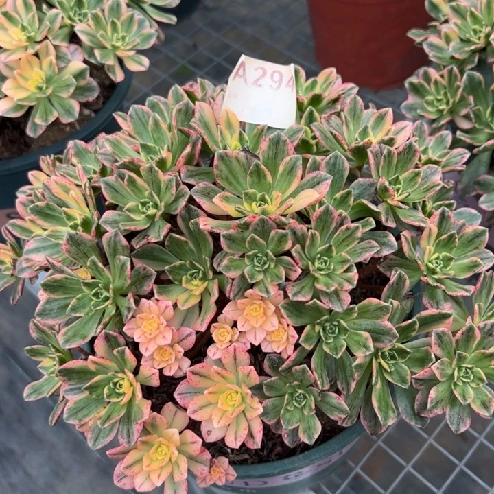 294甜茶22厘米左右