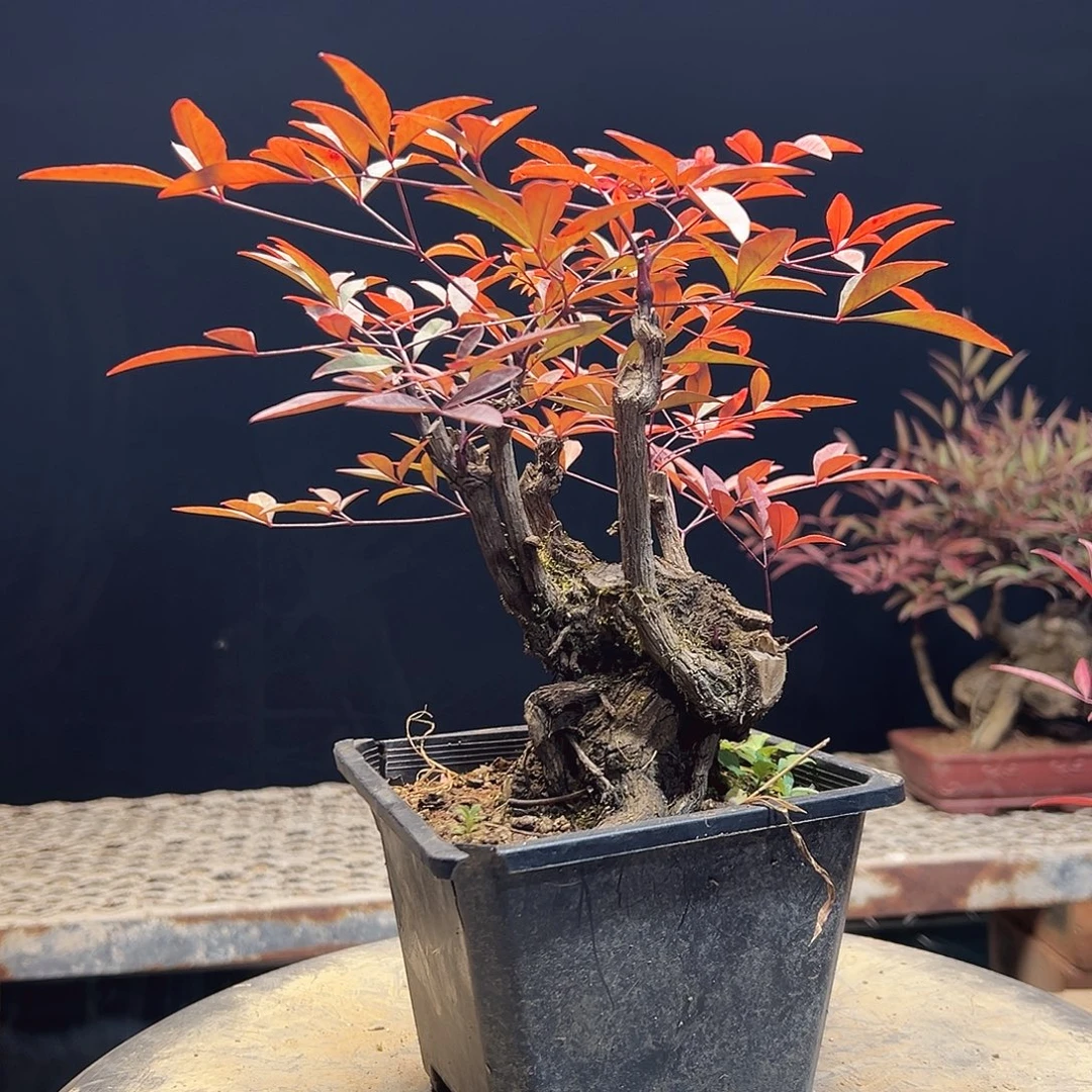 不开花植物000000009