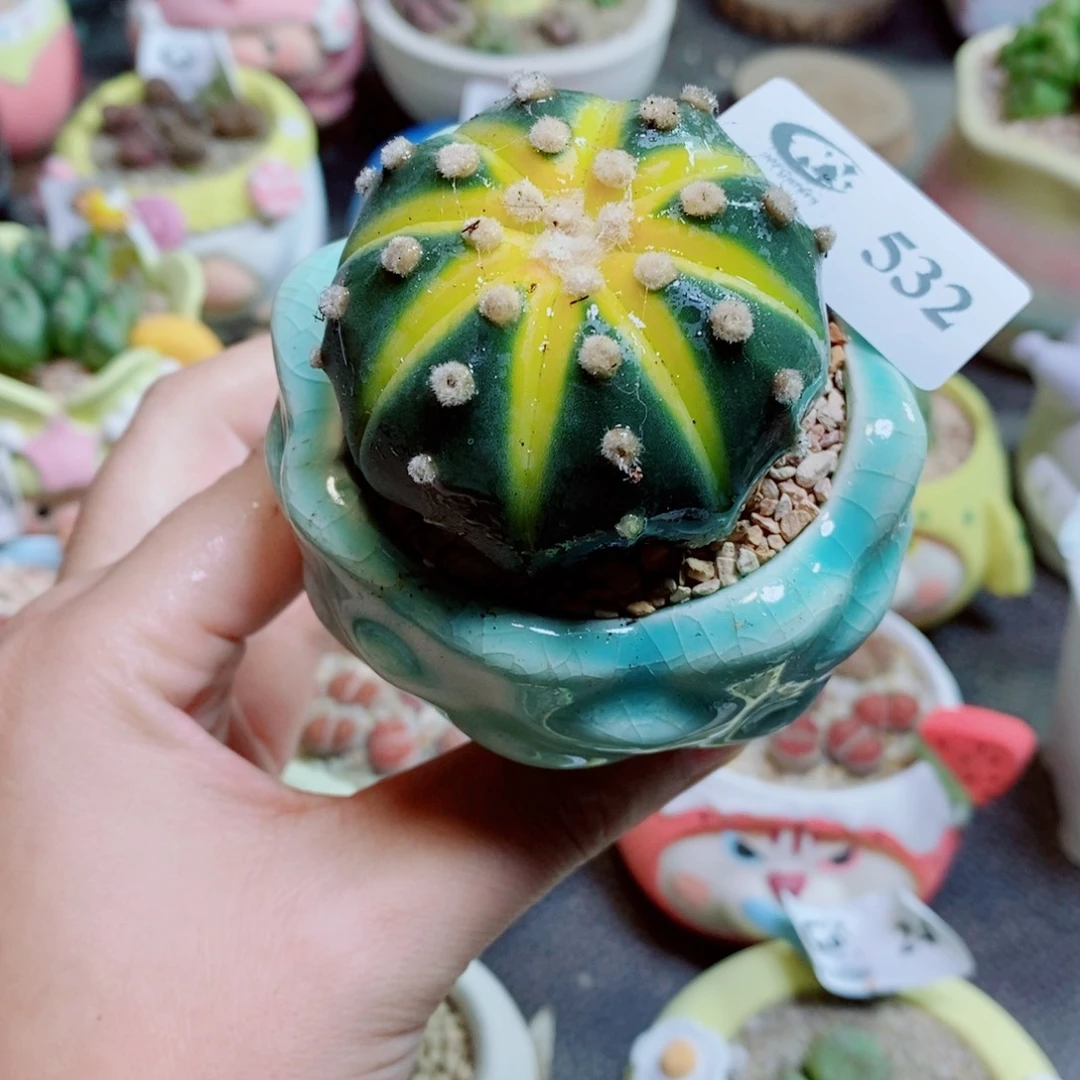 生石花花花花花花花532