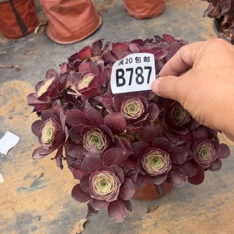 787枚金玫瑰不包断枝