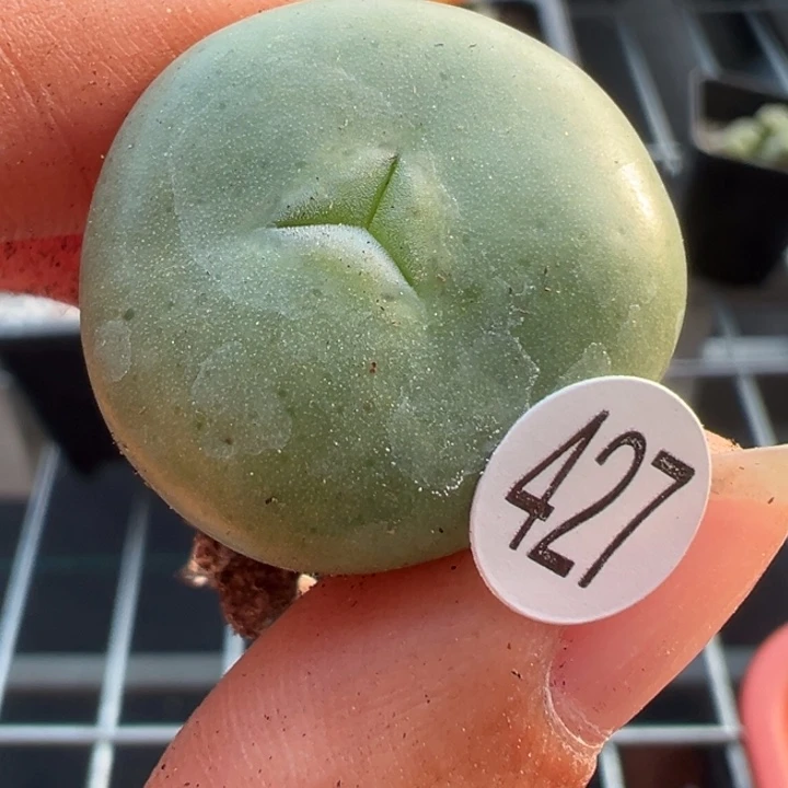 427号111111111111111有伤