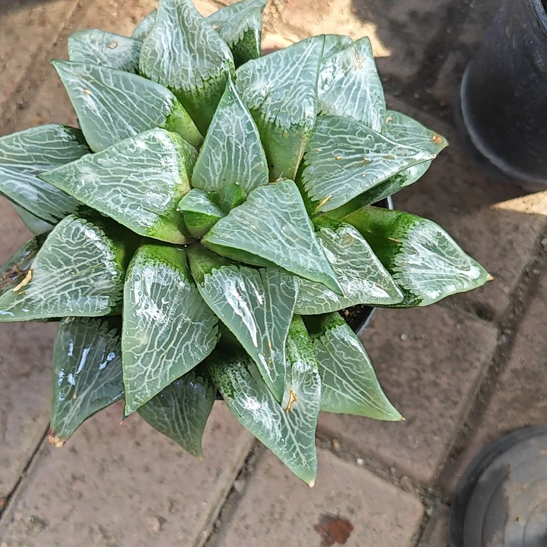 冰河一颗多肉植物原盆土