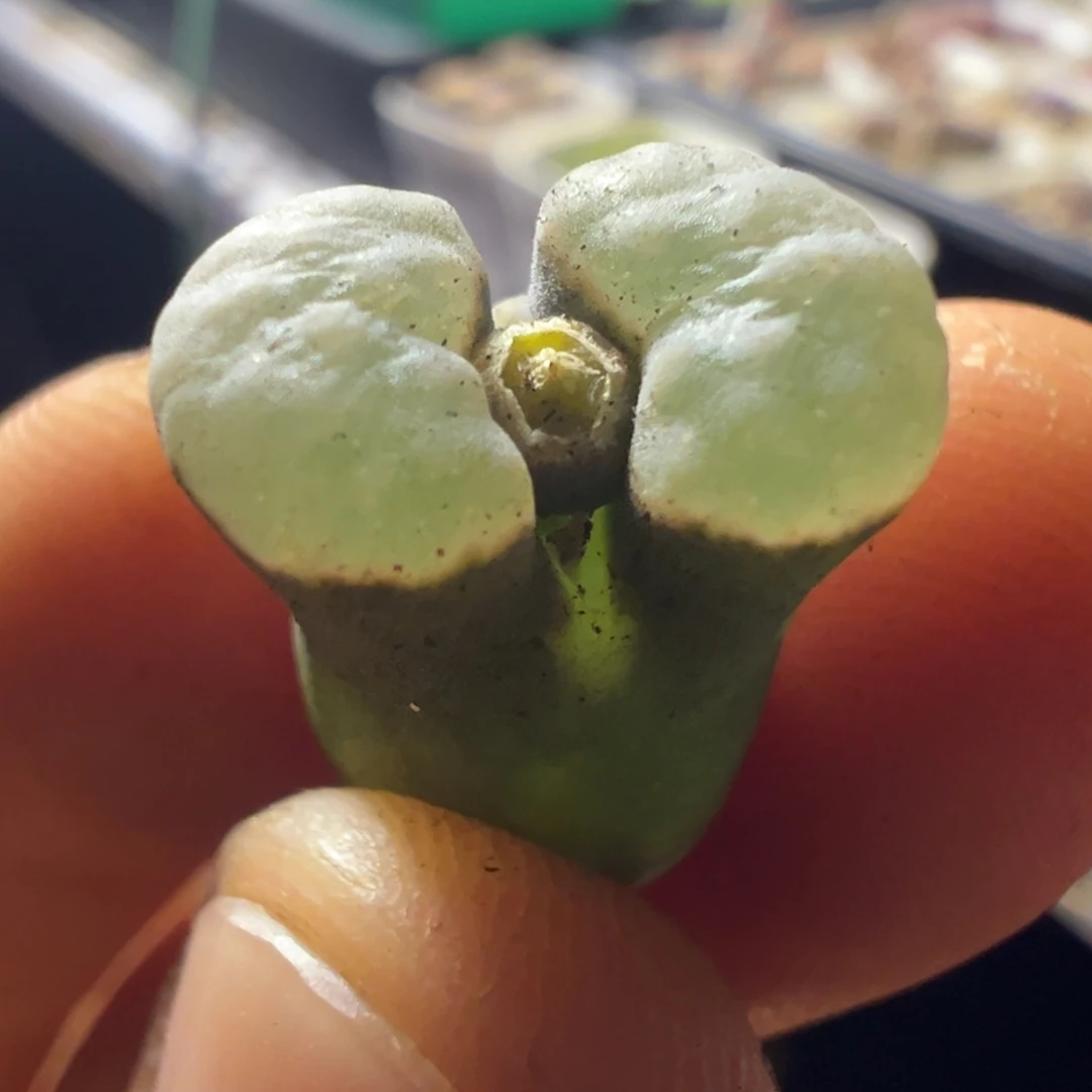 雪花磁铁母本一物一拍