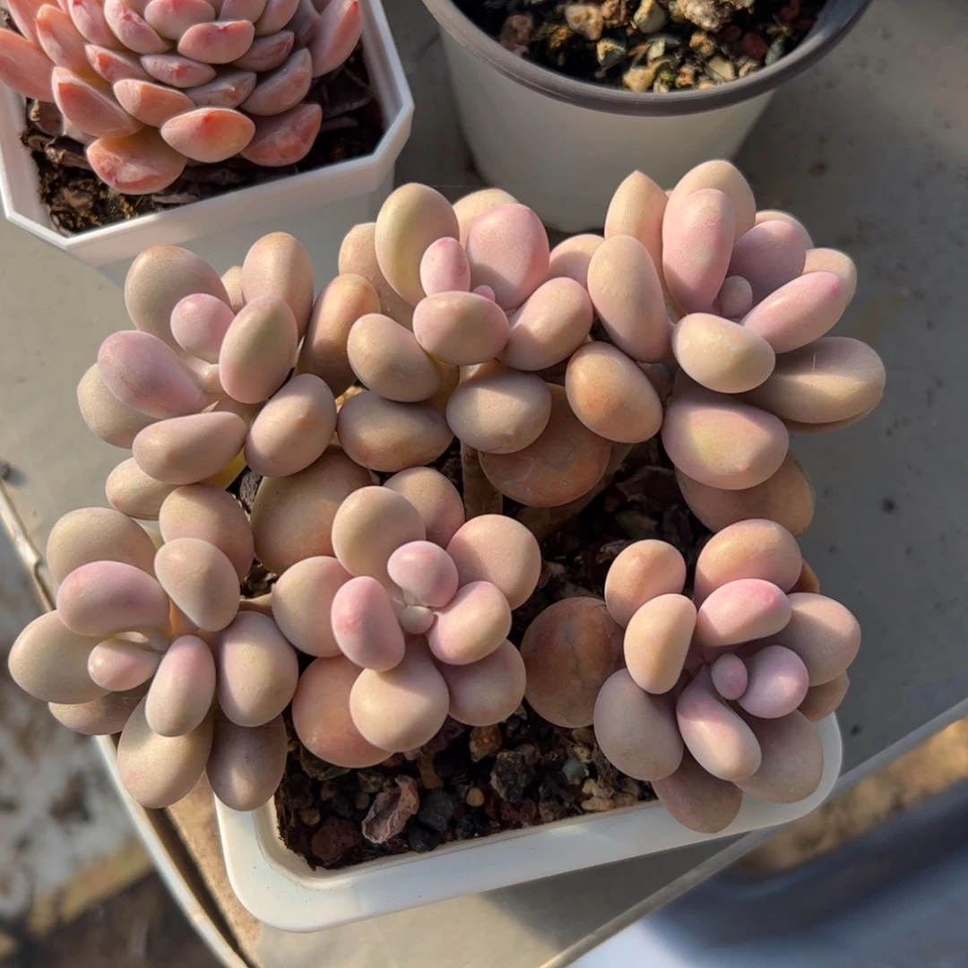 六头平头桃蛋群生