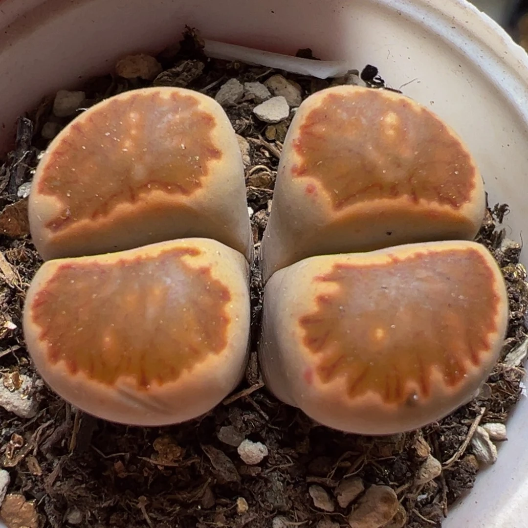 菊饼干多肉植物百科