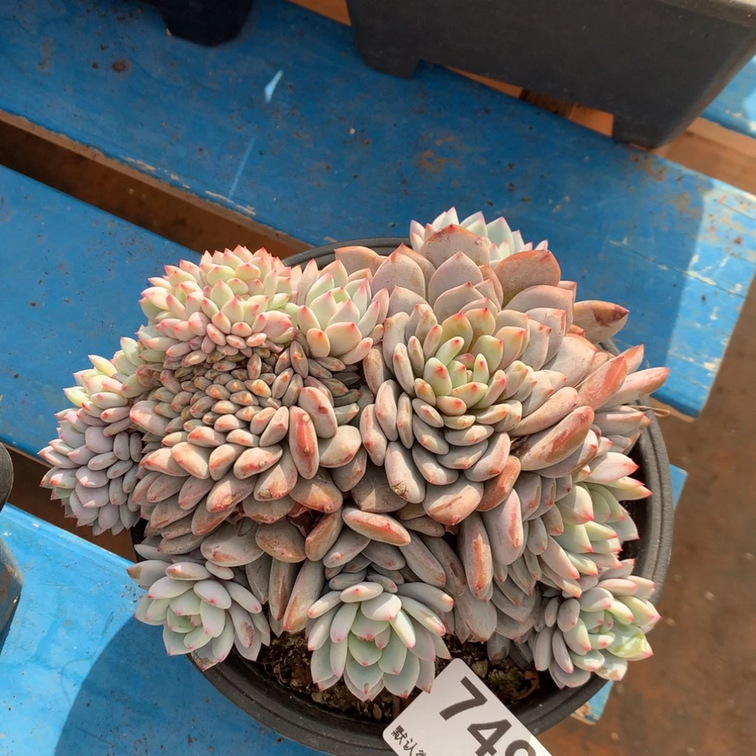 749号新疆西藏内蒙古不包邮的