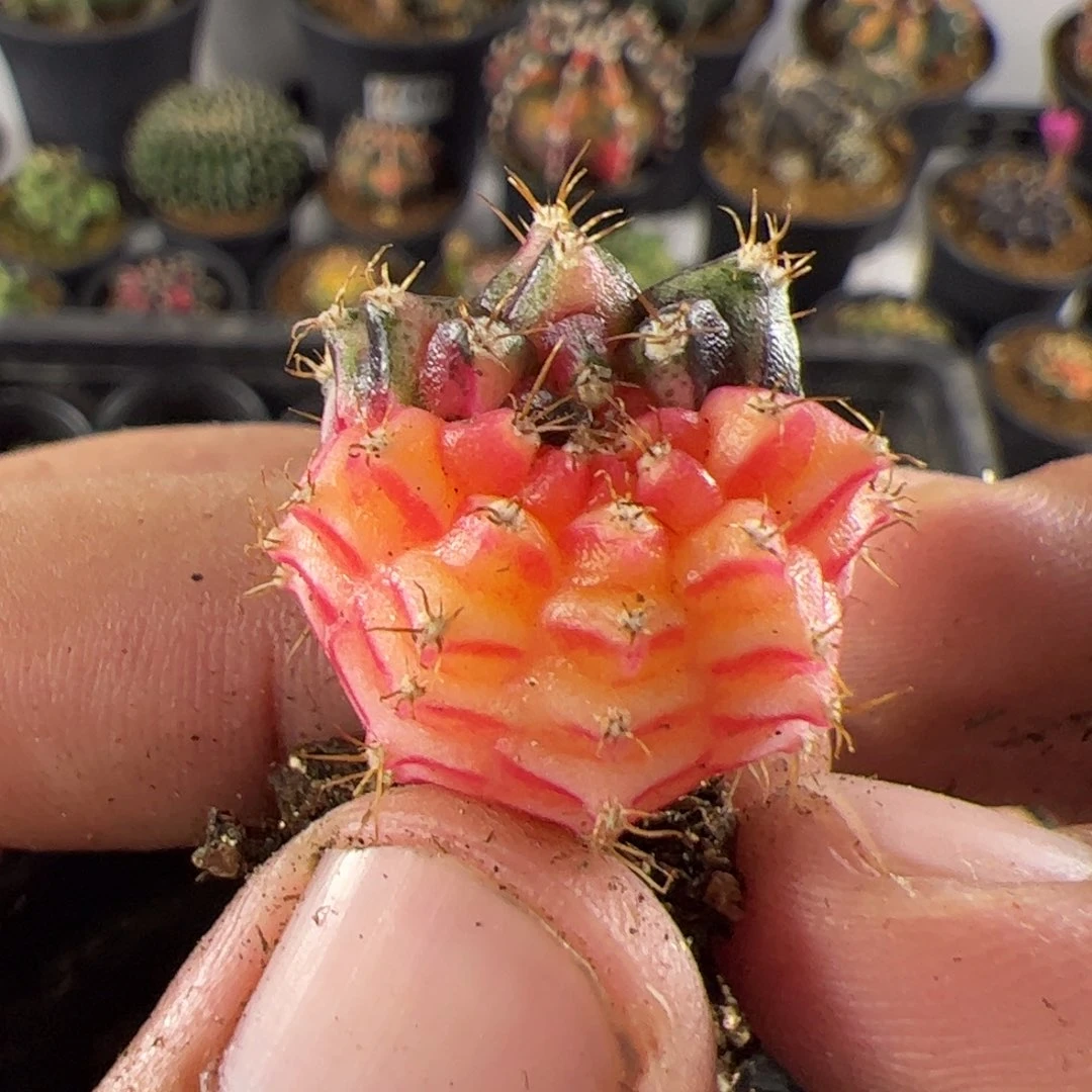 当前无花栽培后可以开花077